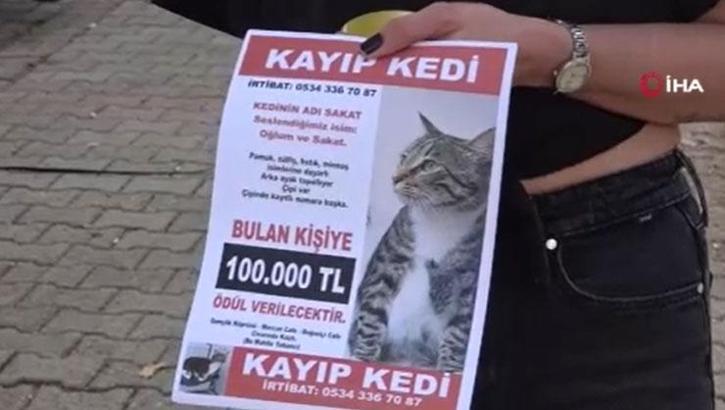 Kayıp kedisini bulana 100 bin lira verecek: 'Kedim dünyada yapayalnız kaldı'