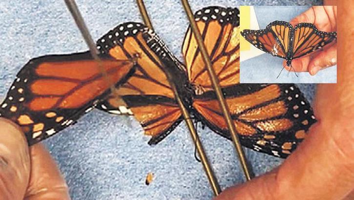 Kelebeğe 'insan kanadı'