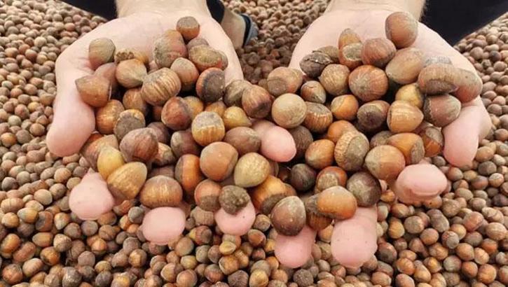 Fındık ihracatından 1,6 milyar doları aşkın gelir sağlandı