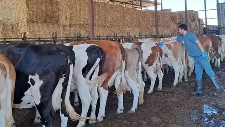 Şap hastalığı nedeniyle Aydın'da 12 mahalle karantina altına alındı!