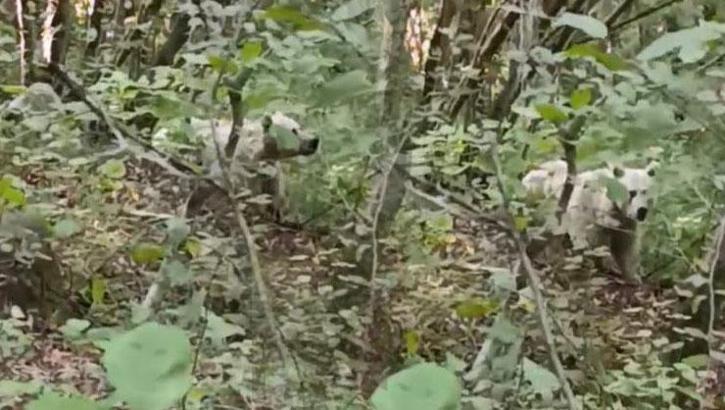 Rize'de kutup ayısı mı görüldü? Görüntüler sosyal medyada çok konuşuldu, yanıt geldi