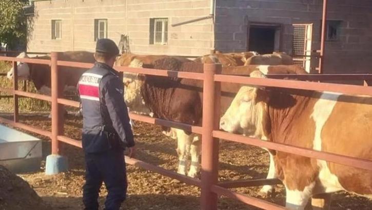 Beslediği boğa sonu oldu! 70 yaşındaki adam yaşamını yitirdi