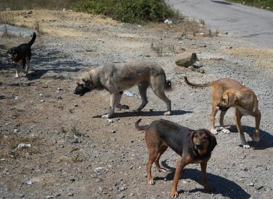 Başıboş köpekler yaban hayatı ve trafik güvenliğini tehdit ediyor