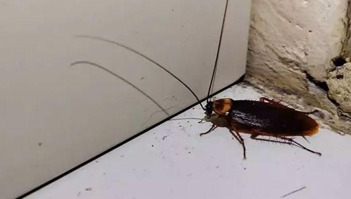 Hamam böceği korkusu komşusunun ölümüne neden oldu! Evini ateşe verdi...