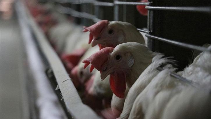 Kuş gribi alarmı! 460 bin tavuk itlaf edilecek