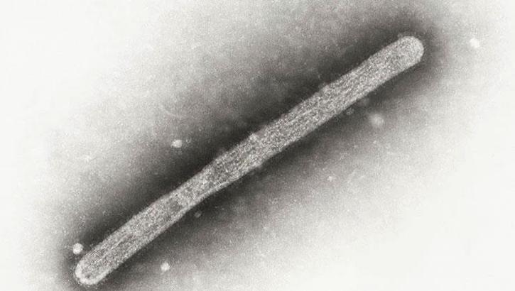 Almanya'da kuş gribi alarmı!