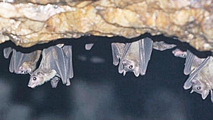 Sakallı yarasa Covid'i