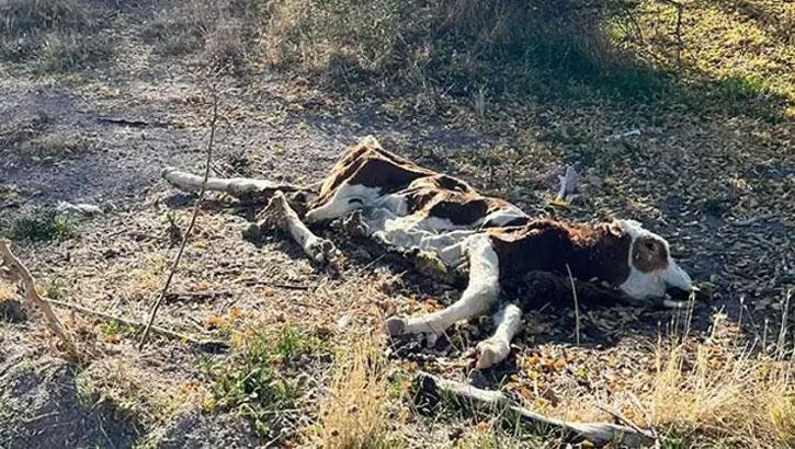 Gezintiye çıkan vatandaş boş arazide 8 tane kadavra buldu