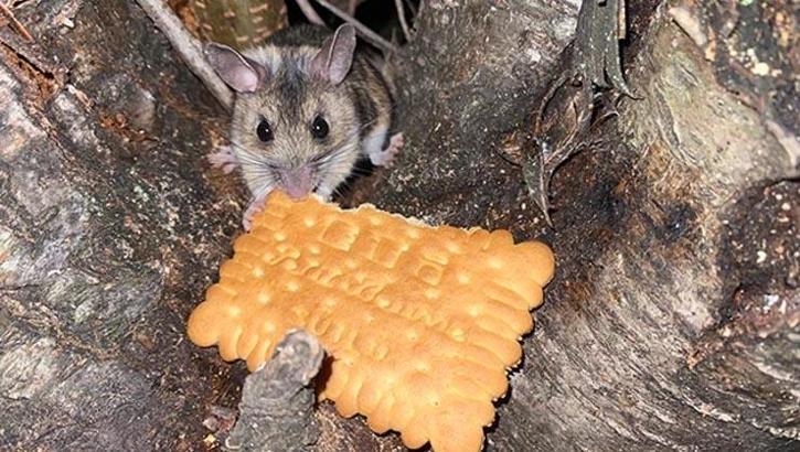 Amasya'da görüldü! Nesli tükenmekte olan Anadolu dikenli faresini elleriyle besledi
