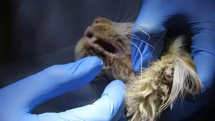 Sivas'ta kedi AIDS'ine rastlandı: Bu hastalığın tedavisi yok!