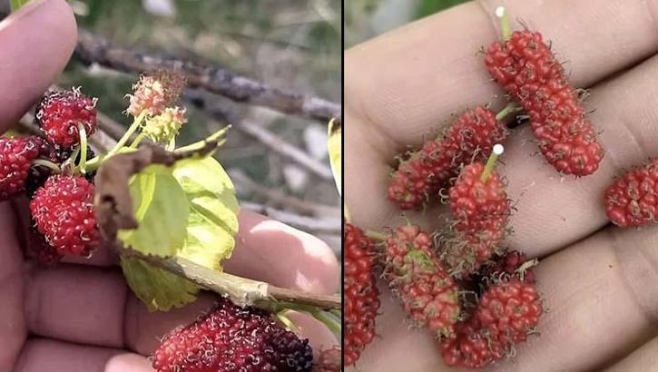 Mevsimleri şaşırıp kış ayında meyve verdi, görenleri şok etti!