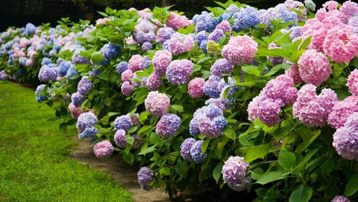 Kral Charles’ın eski bahçıvanı sırrını verdi! Ortancaları coşturan yöntem