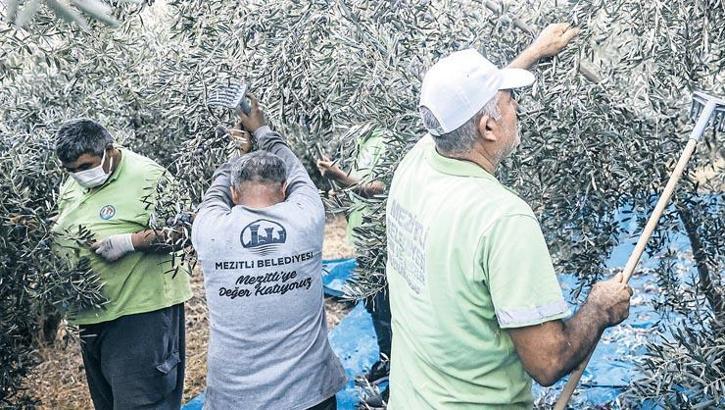 Belediyenin zeytini öğrencilere burs oldu