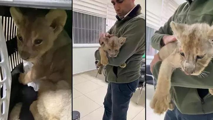 Yasa dışı yollarla Türkiye’ye getirilen ‘yavru aslan’a el konuldu