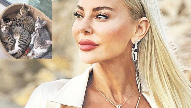 Lüks sitede kedi skandalı! 'Çocuklarımı resmen çaldılar'