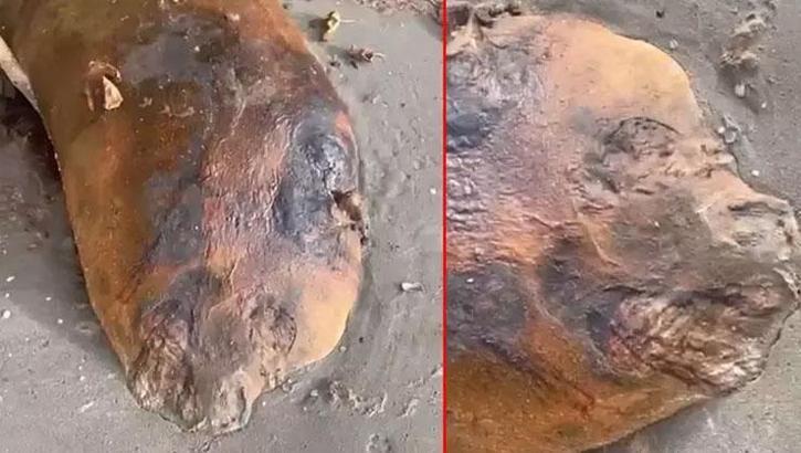 Tekirdağ şaşırtan görüntü! Gizemli deniz canlısı sahile vurdu
