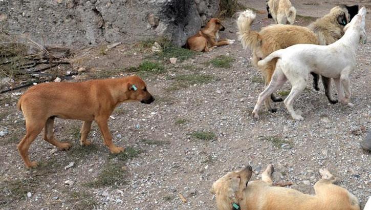 İstanbul'da sokak köpeği beslemek yasaklandı! Valilikten yeni karar