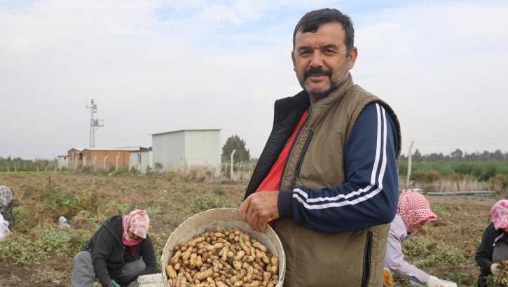 Hatay'ın vazgeçilmez lezzeti! İmece usulü toplanıyor: Kilosu 60 TL