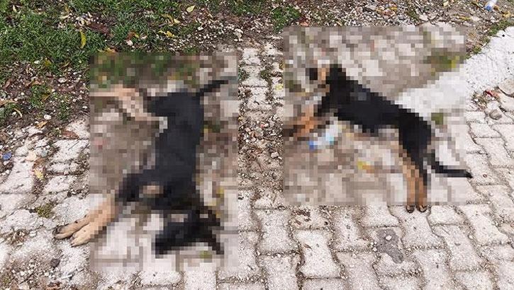 Isparta'da 'sahipsiz köpekler zehirlenerek öldürüldü' iddiası