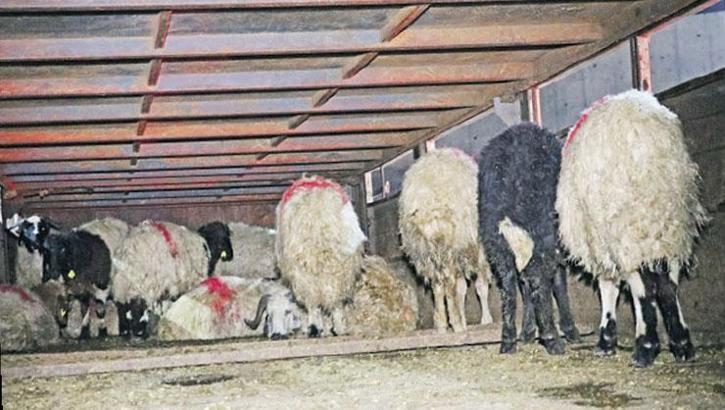 Koyunların karnını yarıp uyuşturucu gizlemişler