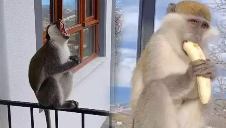 Giresun’da şaşkına çeviren olay! 'Bir maymunumuz eksikti, o da geldi'