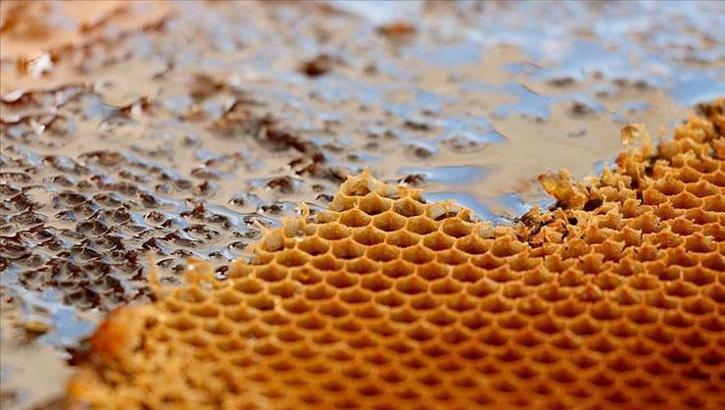 Altınla yarışan bal! Ilgaz’da satıldı, Guinness Rekorlar Kitabı’na adını yazdırdı