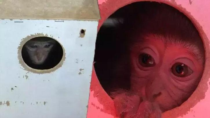 Antalya'da terminalde yakalanan Fıstık, yeni ailesiyle birlikte yaşamaya başladı