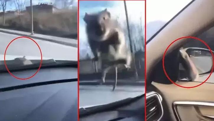 Başakşehir'de yolda ilerleyen araca fare atladı