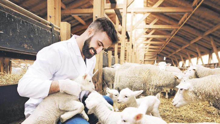 Hayvancılıkta teşvikli yeni dönem