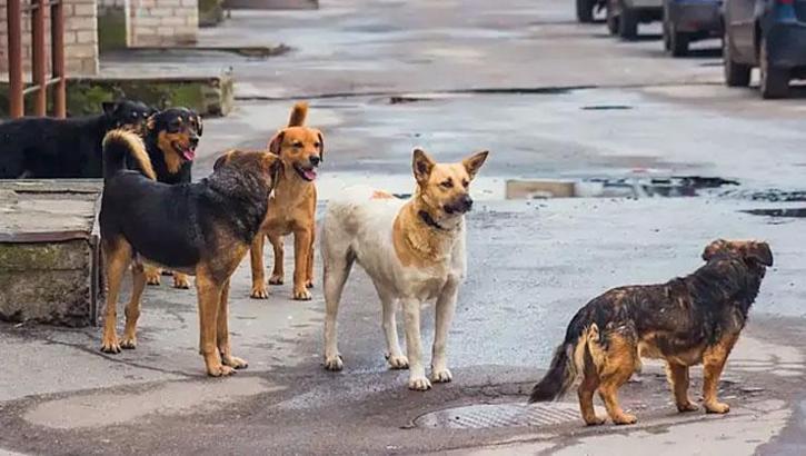 İstanbul Valiliği'nden sahipsiz köpekler için talimat: Belediyelere yazı gönderildi