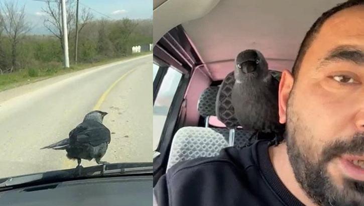 Trafikte ezber bozan misafir! Önce sileceğe kondu, sonra içeriye girdi