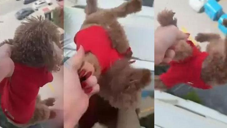 Başakşehir'de pencereden sarkıttığı köpeği cama vurdu! Tepki çekince özür diledi: Gözaltına alındı