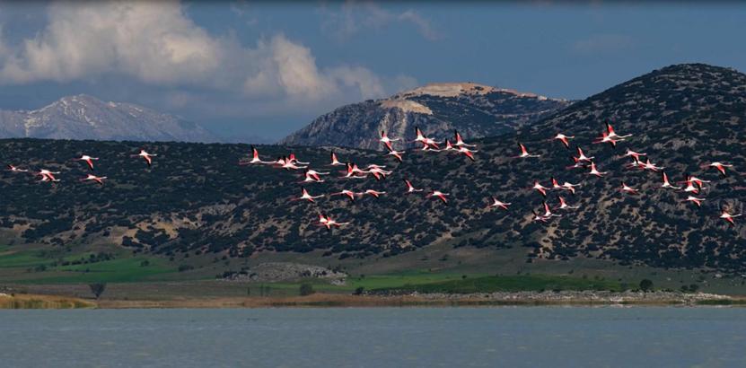 Yarışlı Gölü'ndeki flamingolar hayran bıraktı