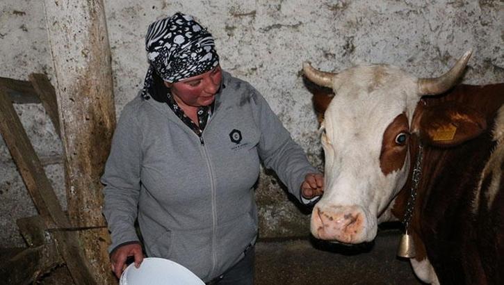 Türkiye'ye yerleşen 'yabancı gelin' hayvancılığa renk katıyor! Süt, tereyağı ve peynir üretip büyükşehirlere kilo kilo satıyor