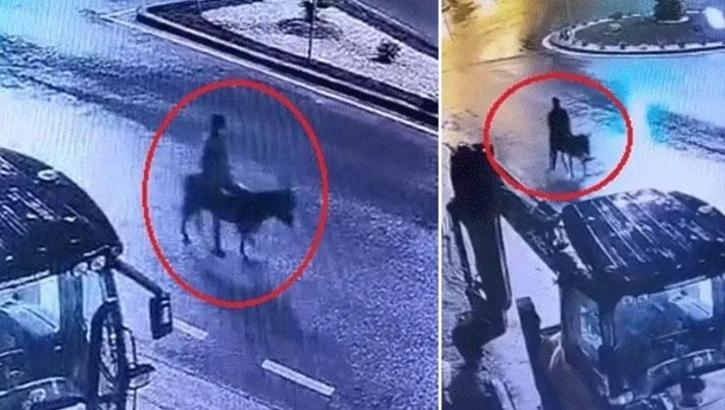 Kuyumcudan altınları çalıp eşekle kaçmıştı! Cezası belli oldu