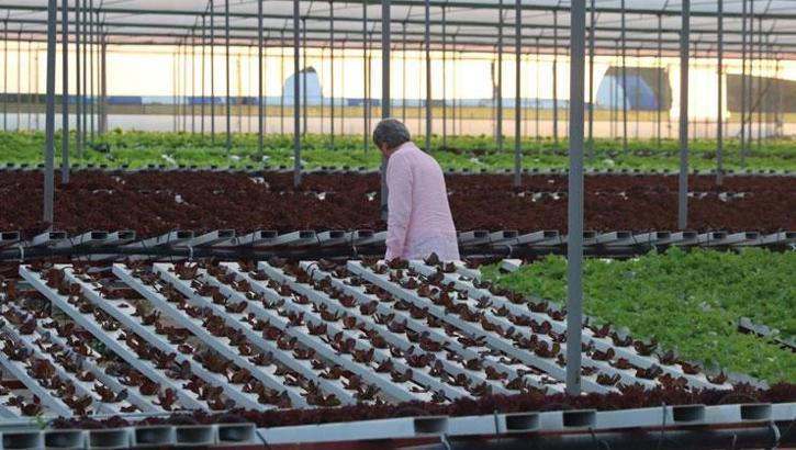 İstanbul’da topraksız tarım hız kazandı! 29 işletmede yıllık 6,8 milyonun üzerinde üretim