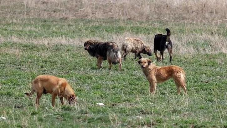 Çocuk yaralanmalarının ardından düğmeye basıldı! Belediye başkanlarına başıboş köpek soruşturması