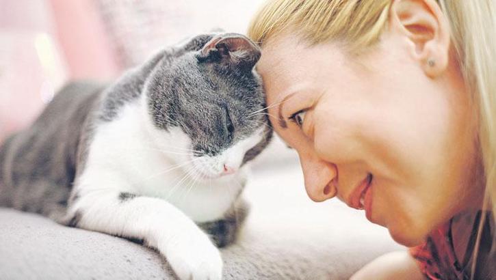 Pet sektöründe kedi odaklı büyüme