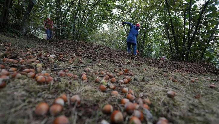 Giresun'da fındık işçi yevmiyesi bin 101 lira olarak belirlendi