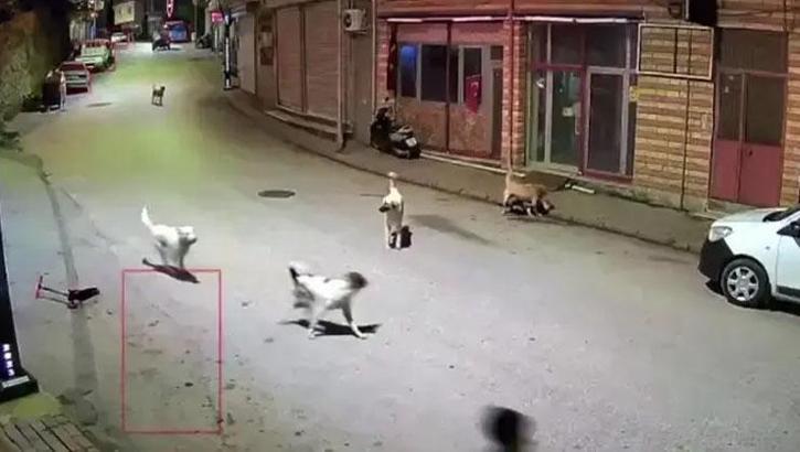 Ordu'da feci olay! Küçük çocuk sokak köpeklerinin saldırısına uğradı