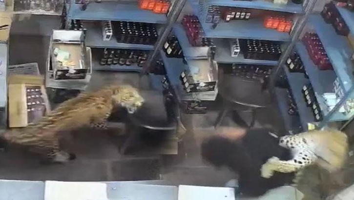 Dükkana giren leopar dehşet saçtı! Çalışana saldırdı