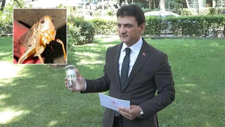İstanbul'da 'çekirge istilası' iddialarına İl Tarım Müdürü'nden net yanıt