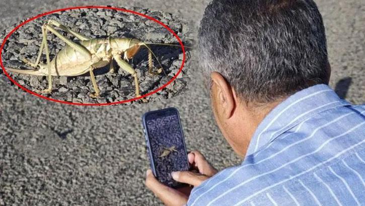 Dev çekirgeler ortaya çıktı! Boyları 15 santimetreyi buldu