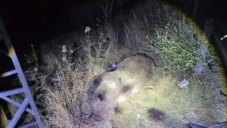 Tunceli-Erzincan kara yolunda aniden yola fırladı! Cipin çarptığı ayı öldü