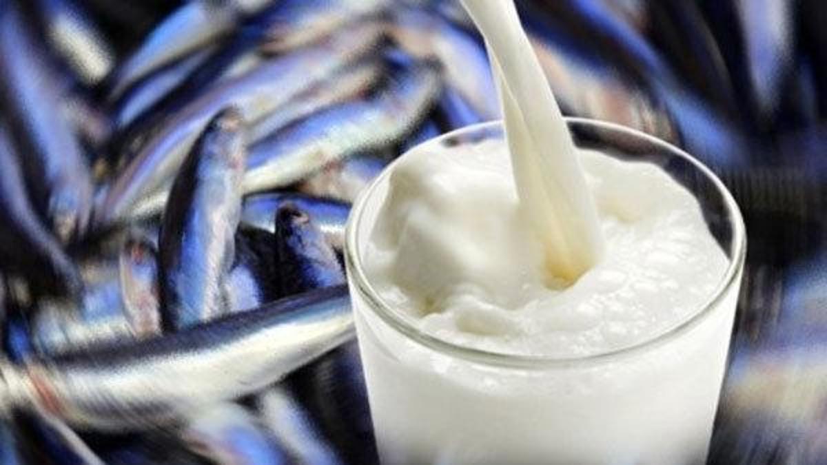 Balıktan sonra sütlü kahve içilir mi