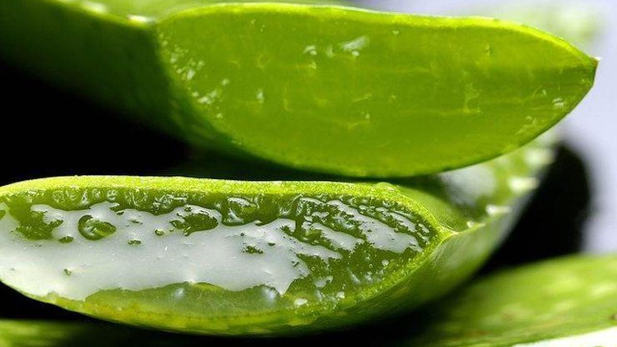 Sa dklmesi nasl durur? Aloe verann saa faydalar nelerdir? - Cilt  Bakm