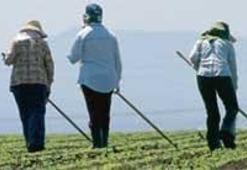 Borç ekti haciz biçiyor