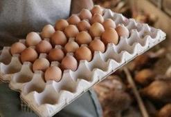 Yumurtlayan tavuklar kesilecek