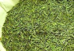 Mantarın ilacı çay ağacında gizli