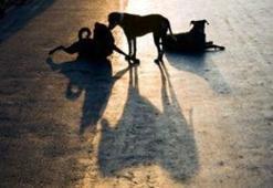 Sahipsiz köpekler gemide mi toplanıyor?